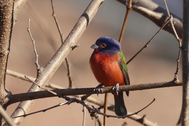 Colorín siete colores, un viajero indispensable pero capturado ilegalmente en Yucatán
